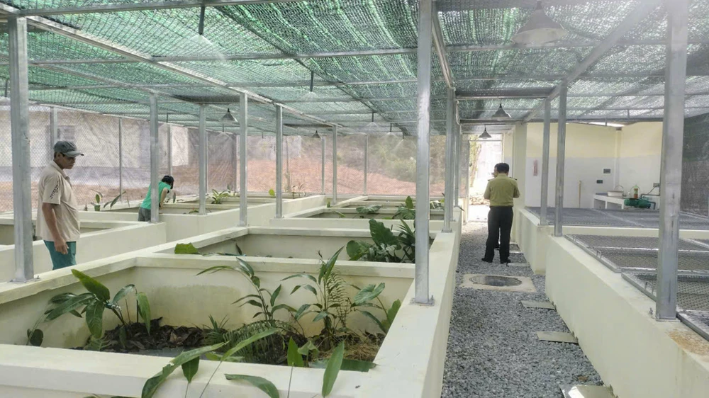 ga-loi-trang (10).jpg