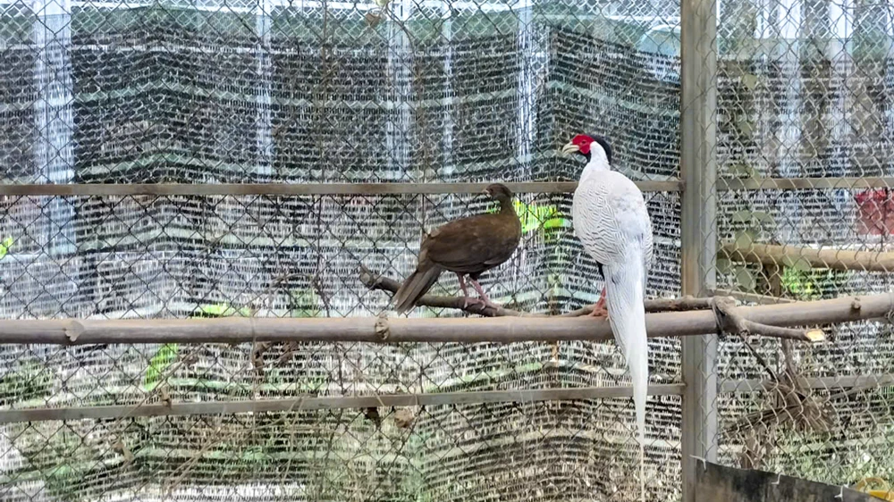 ga-loi-trang (2).jpg