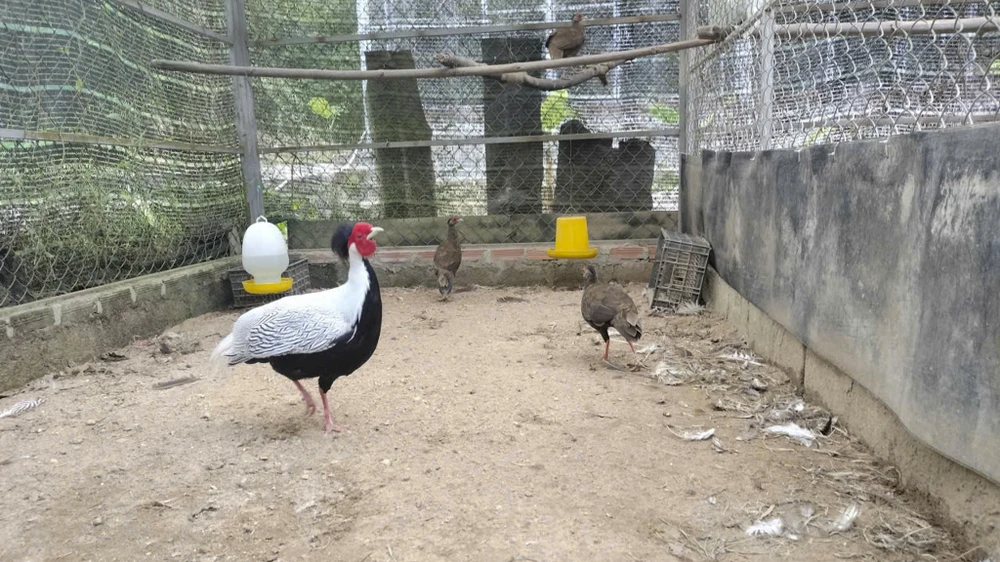 ga-loi-trang (4).jpg