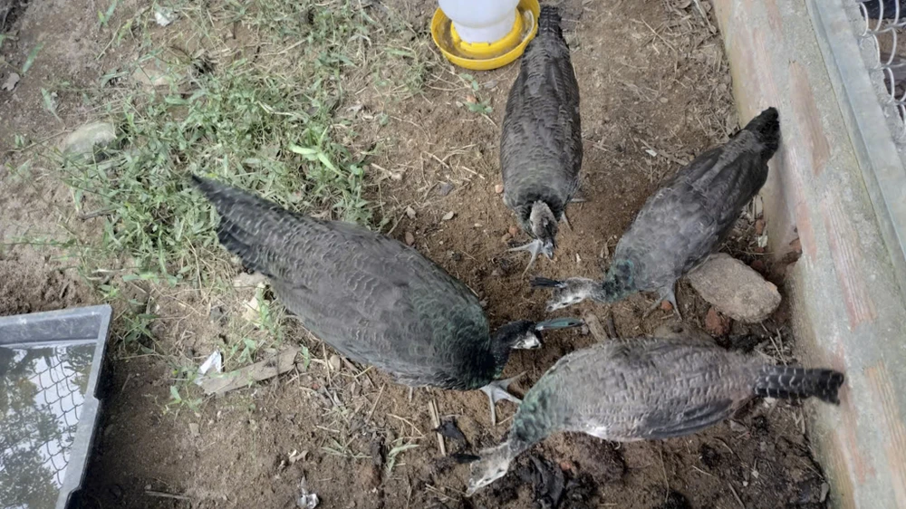 ga-loi-trang (5).jpg