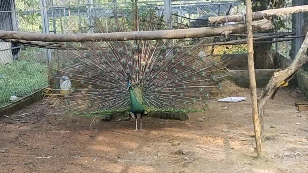 ga-loi-trang (8).jpg