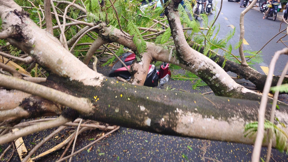 cây phượng lớn bật gốc