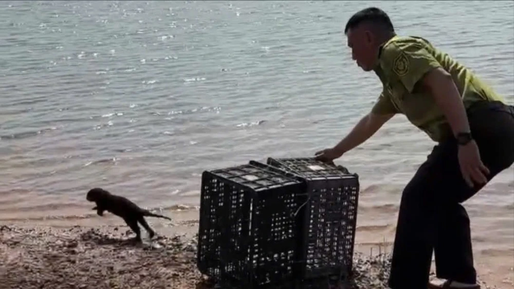 Cá thể Rái cá quý hiếm