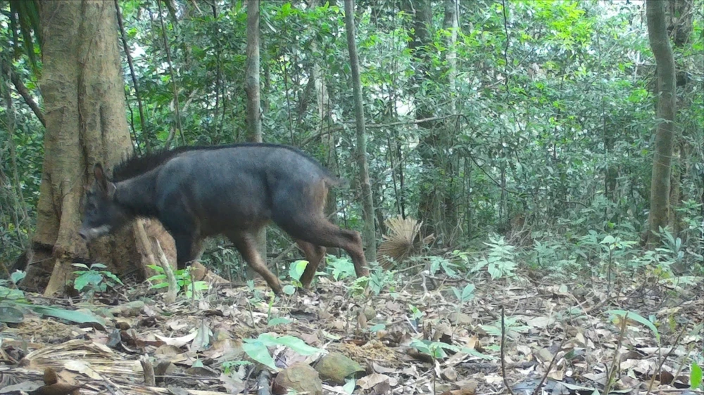 động vật quý hiếm