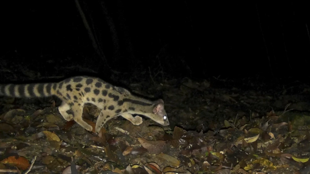 mat-than-trong-rung-sau-ghi-lai-cuoc-song-bi-mat-cua-nhung-loai-cuc-ky-nguy-cap (1).jpg