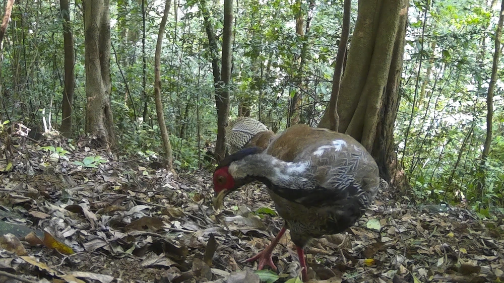 mat-than-trong-rung-sau-ghi-lai-cuoc-song-bi-mat-cua-nhung-loai-cuc-ky-nguy-cap (12).jpg