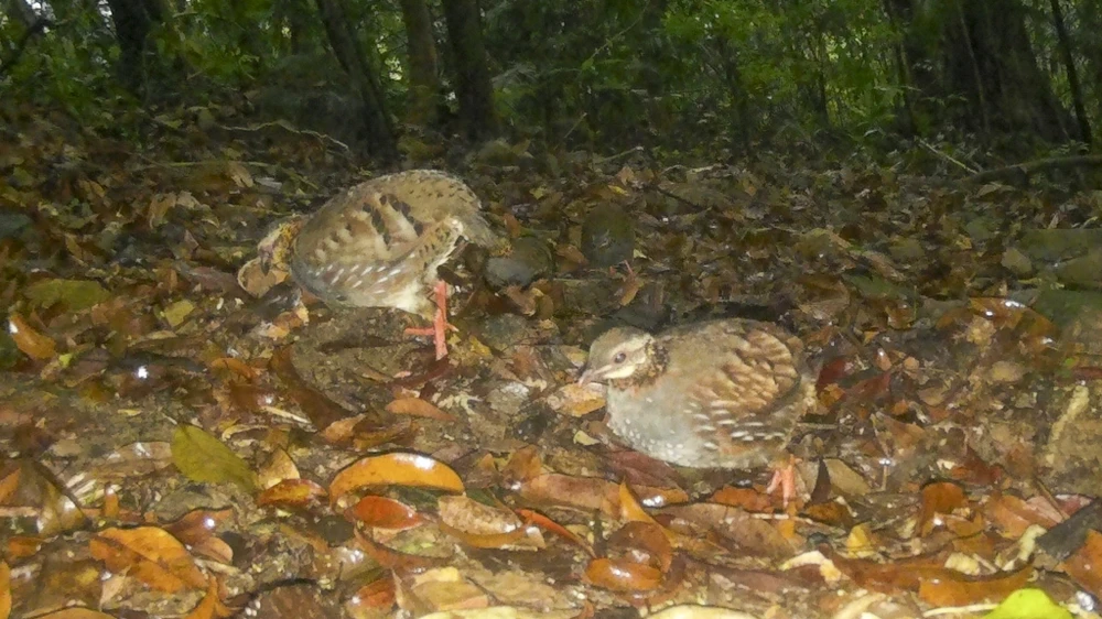 mat-than-trong-rung-sau-ghi-lai-cuoc-song-bi-mat-cua-nhung-loai-cuc-ky-nguy-cap (13).jpg