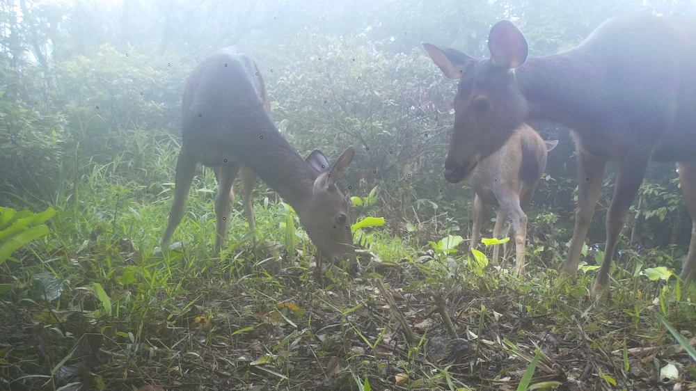 mat-than-trong-rung-sau-ghi-lai-cuoc-song-bi-mat-cua-nhung-loai-cuc-ky-nguy-cap (3).jpg