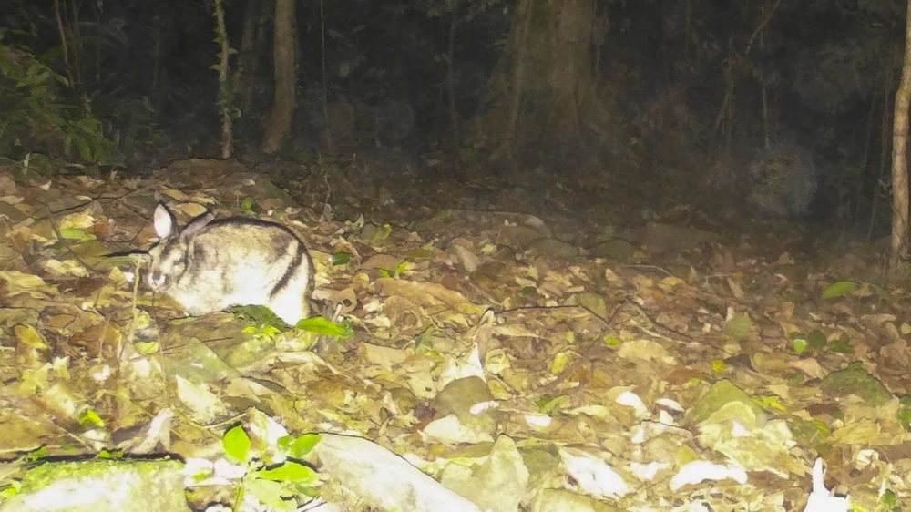 mat-than-trong-rung-sau-ghi-lai-cuoc-song-bi-mat-cua-nhung-loai-cuc-ky-nguy-cap (4).jpg