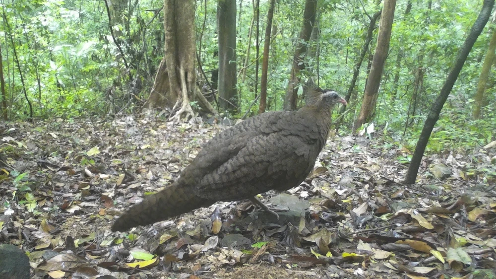 mat-than-trong-rung-sau-ghi-lai-cuoc-song-bi-mat-cua-nhung-loai-cuc-ky-nguy-cap (7).jpg