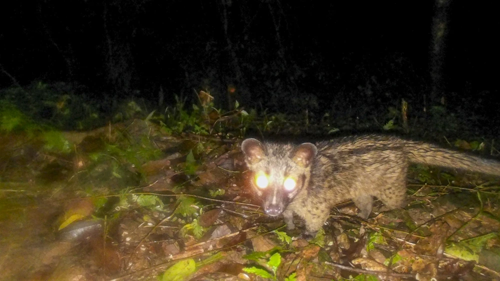 mat-than-trong-rung-sau-ghi-lai-cuoc-song-bi-mat-cua-nhung-loai-cuc-ky-nguy-cap (8).jpg