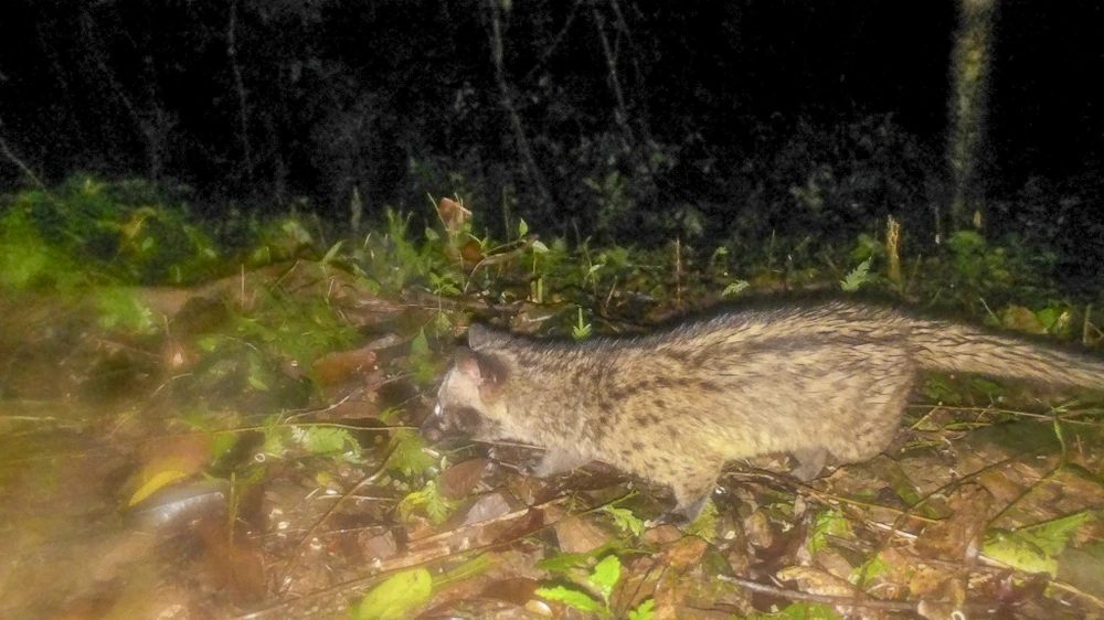 mat-than-trong-rung-sau-ghi-lai-cuoc-song-bi-mat-cua-nhung-loai-cuc-ky-nguy-cap (9).jpg