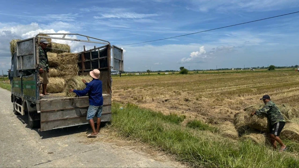 nong-dan-vung-ron-lu-o-hue-gat-lua-chay-dua-voi-bao-kajiki (2).jpg
