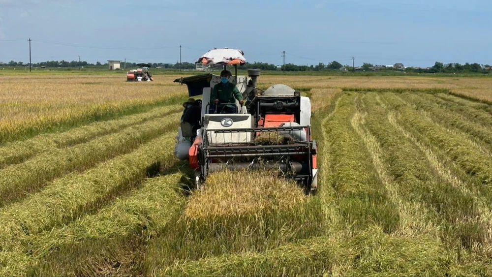 nong-dan-vung-ron-lu-o-hue-gat-lua-chay-dua-voi-bao-kajiki (5).jpg