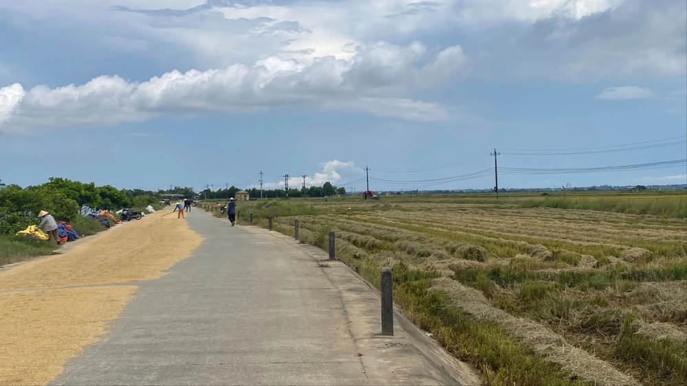 nong-dan-vung-ron-lu-o-hue-gat-lua-chay-dua-voi-bao-kajiki (7).jpg