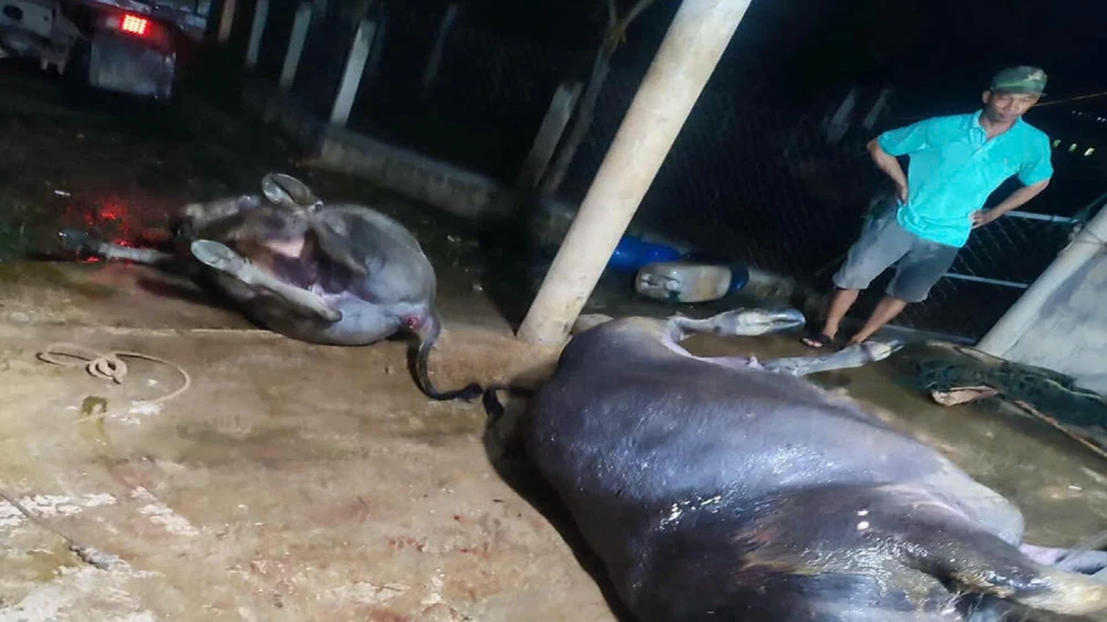 Sét đánh chết 2 con trâu, thiệt hại hàng chục triệu đồng.