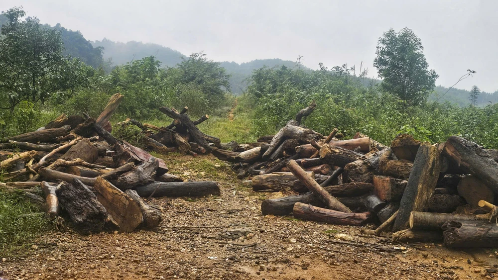 muu-sinh-ben-mieng-ha-ba-nguoi-dan-cheo-ghe-vot-cui-giua-ho-thuy-dien (1).jpg