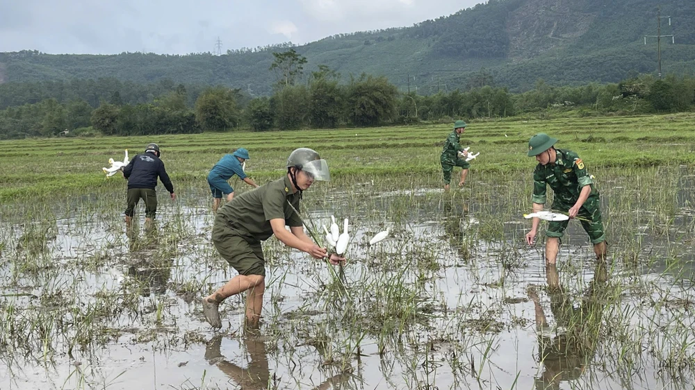 su-that-ve-hang-hang-con-co-trang-dung-im-bat-thuong-tren-canh-dong-o-hue- (10).jpg