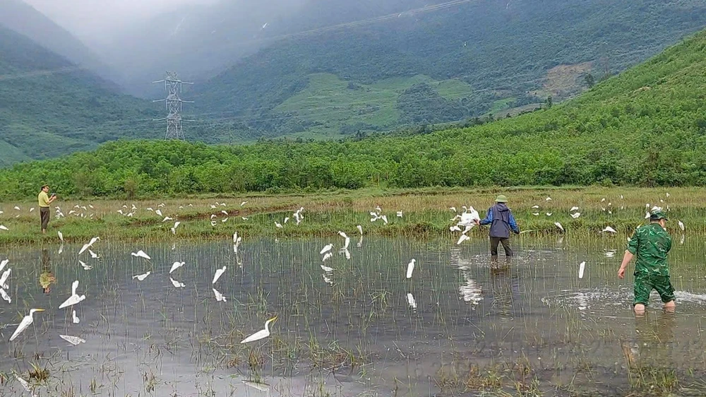 su-that-ve-hang-hang-con-co-trang-dung-im-bat-thuong-tren-canh-dong-o-hue- (2).jpeg