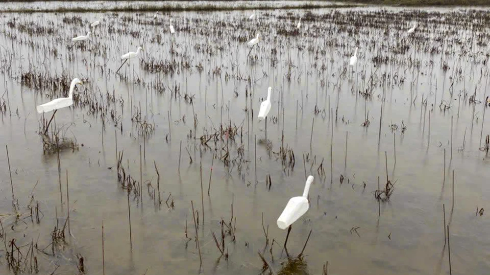 su-that-ve-hang-hang-con-co-trang-dung-im-bat-thuong-tren-canh-dong-o-hue- (3).jpg