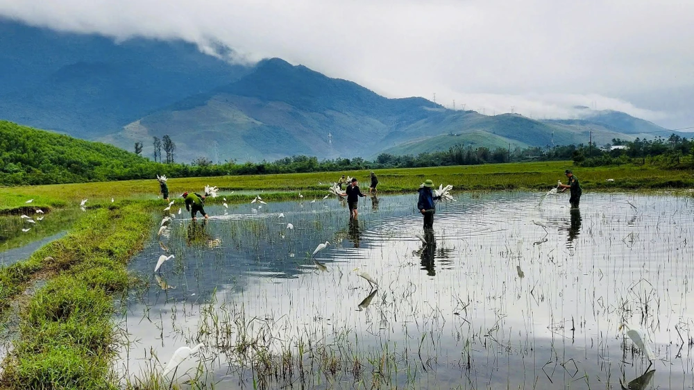 su-that-ve-hang-hang-con-co-trang-dung-im-bat-thuong-tren-canh-dong-o-hue- (4).jpg