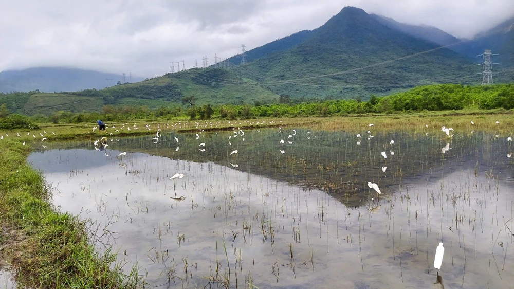 su-that-ve-hang-hang-con-co-trang-dung-im-bat-thuong-tren-canh-dong-o-hue- (5).jpg