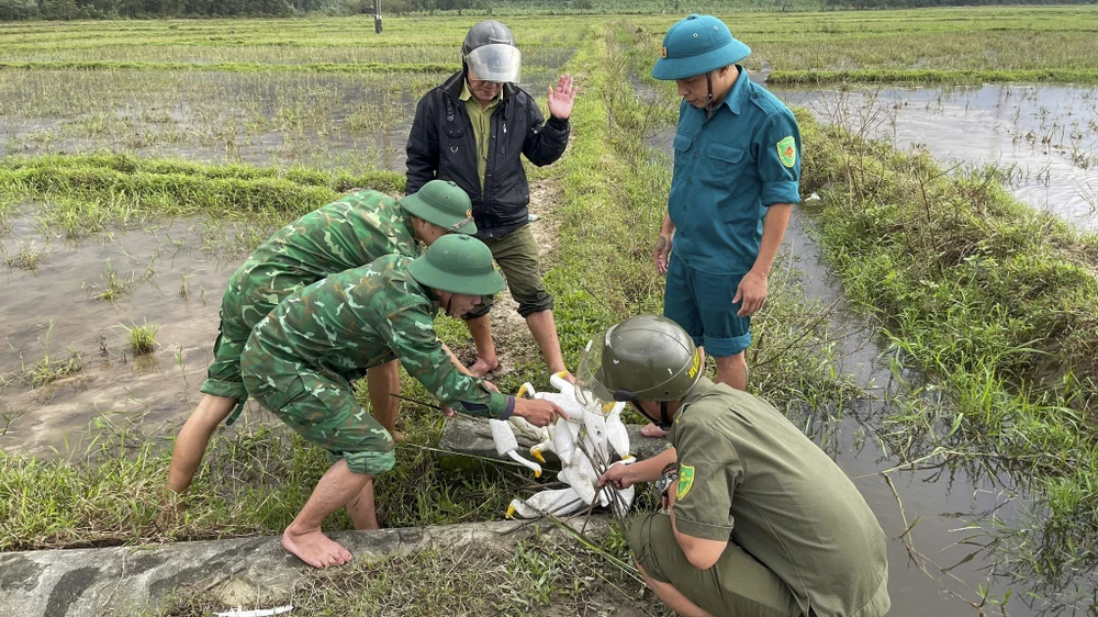 su-that-ve-hang-hang-con-co-trang-dung-im-bat-thuong-tren-canh-dong-o-hue- (7).jpg
