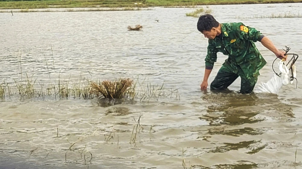 su-that-ve-hang-hang-con-co-trang-dung-im-bat-thuong-tren-canh-dong-o-hue- (9).jpg