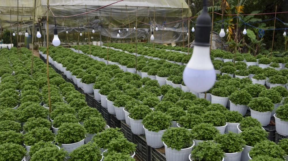 bo-dai-trong-ngan-nong-dan-hue-nom-nop-so-ba-chang-tha (11).jpg