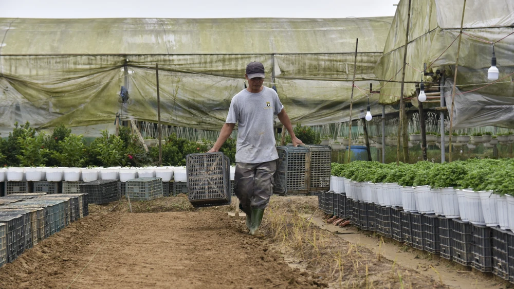 bo-dai-trong-ngan-nong-dan-hue-nom-nop-so-ba-chang-tha (13).jpg