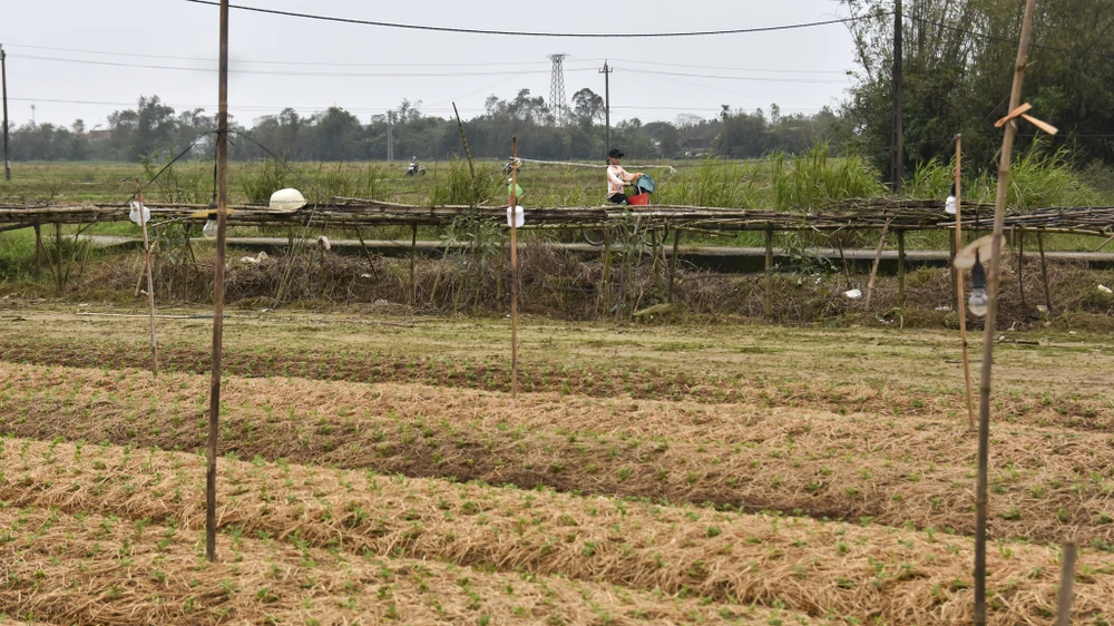 bo-dai-trong-ngan-nong-dan-hue-nom-nop-so-ba-chang-tha (16).jpg