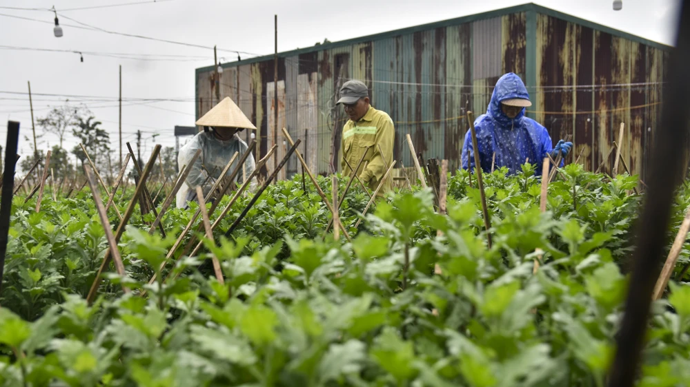 bo-dai-trong-ngan-nong-dan-hue-nom-nop-so-ba-chang-tha (20).jpg