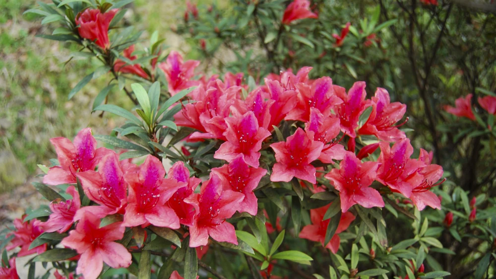 muc-so-thi-kho-bau-xanh-giup-vuon-quoc-gia-bach-ma-thanh-di-san-asean (12).jpg