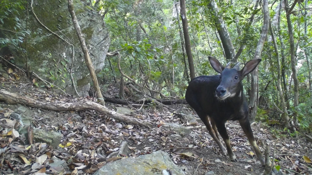 muc-so-thi-kho-bau-xanh-giup-vuon-quoc-gia-bach-ma-thanh-di-san-asean (20).jpg