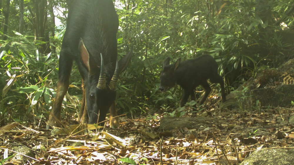 muc-so-thi-kho-bau-xanh-giup-vuon-quoc-gia-bach-ma-thanh-di-san-asean (21).jpg