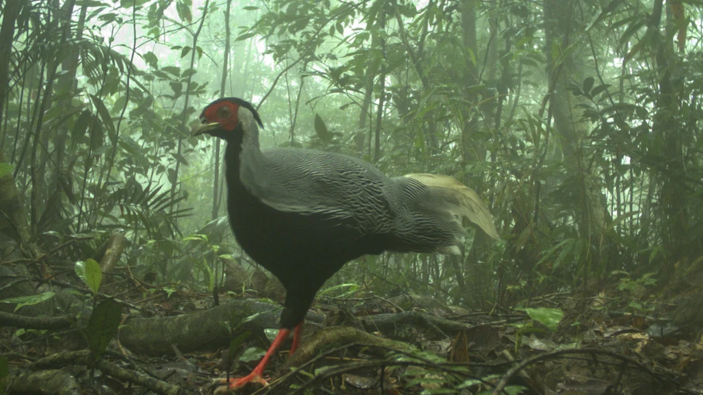 muc-so-thi-kho-bau-xanh-giup-vuon-quoc-gia-bach-ma-thanh-di-san-asean (23).jpg