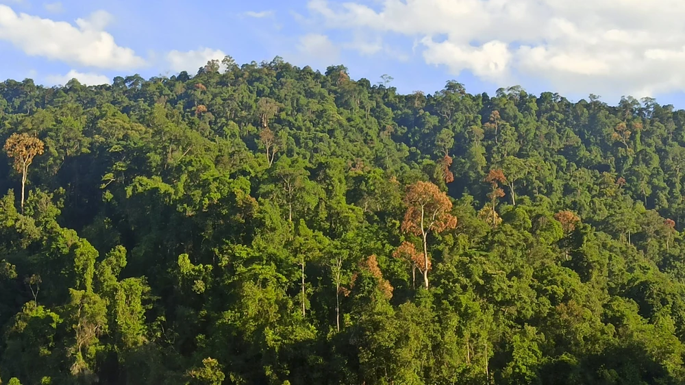 muc-so-thi-kho-bau-xanh-giup-vuon-quoc-gia-bach-ma-thanh-di-san-asean (25).jpg