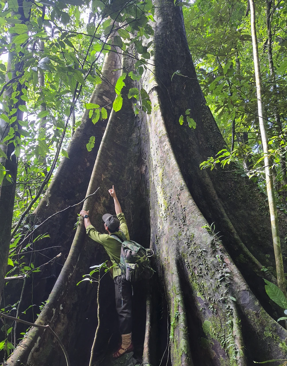 muc-so-thi-kho-bau-xanh-giup-vuon-quoc-gia-bach-ma-thanh-di-san-asean (3).jpg