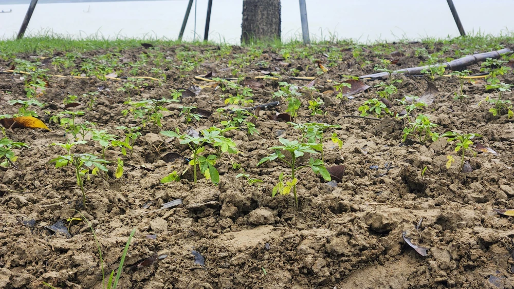 san-khau-lat-go-lim-29-ti-dong-tren-song-huong-bien-thanh-ho-bun-sau-lu (13).jpg