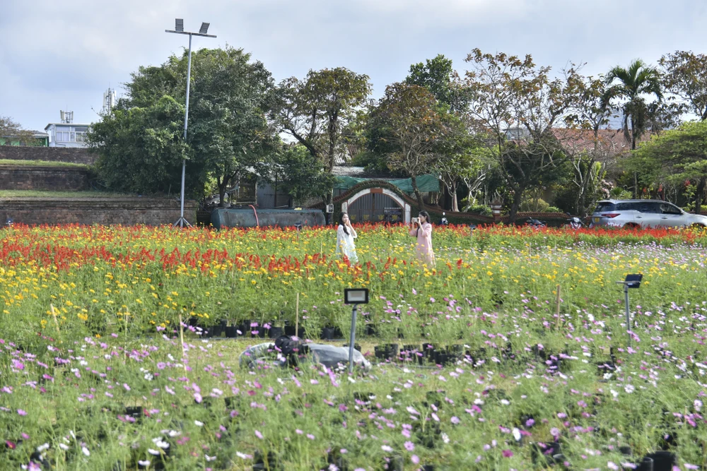 dan-ngua-phi-tren-tuong-thanh-va-doa-sen-khong-lo-thu-hut-gioi-tre-hue (14).jpg