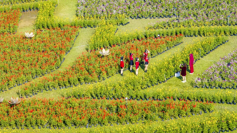 dan-ngua-phi-tren-tuong-thanh-va-doa-sen-khong-lo-thu-hut-gioi-tre-hue (4).jpg