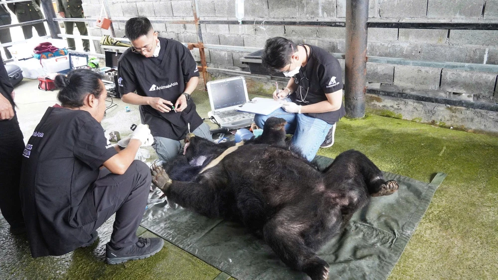 sau-25-nam-gau-ngua-misa-tai-da-nang-da-duoc-ve-nha-moi-o-bach-ma (3).jpg