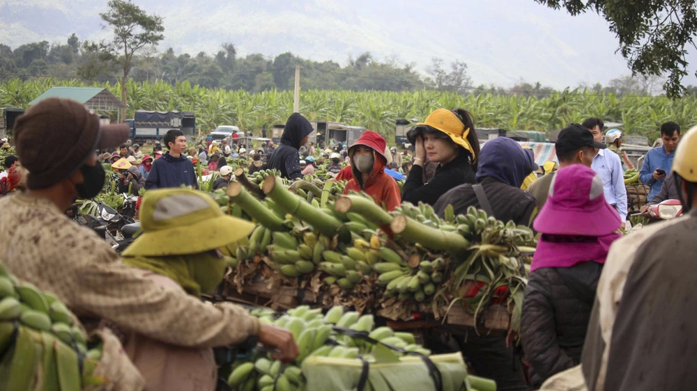 tap-nap-thu-phu-chuoi-vung-bien-quang-tri-nhung-ngay-giap-tet (1).jpg