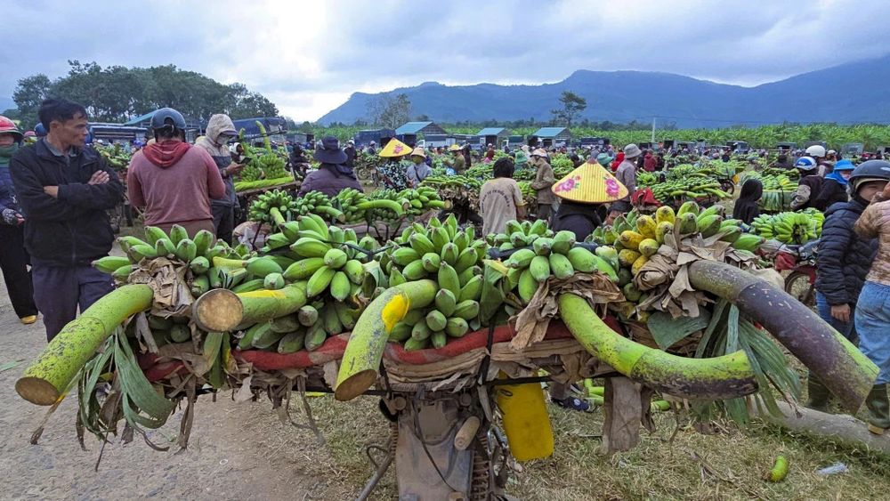 tap-nap-thu-phu-chuoi-vung-bien-quang-tri-nhung-ngay-giap-tet (2).jpg
