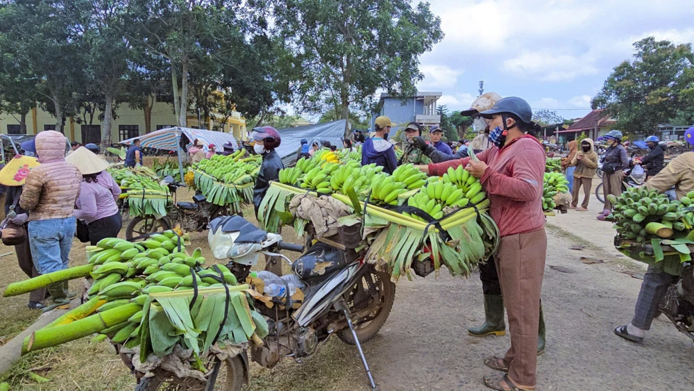 tap-nap-thu-phu-chuoi-vung-bien-quang-tri-nhung-ngay-giap-tet (3).jpg
