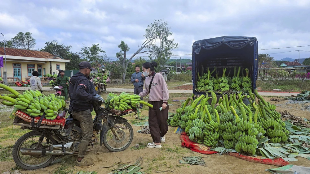 tap-nap-thu-phu-chuoi-vung-bien-quang-tri-nhung-ngay-giap-tet (4).jpg