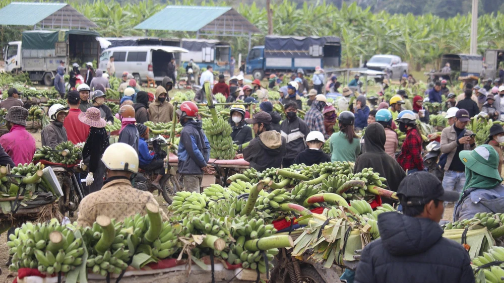 tap-nap-thu-phu-chuoi-vung-bien-quang-tri-nhung-ngay-giap-tet (6).jpg