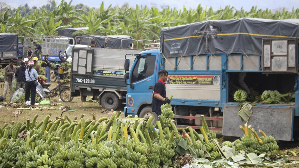 tap-nap-thu-phu-chuoi-vung-bien-quang-tri-nhung-ngay-giap-tet (7).jpg