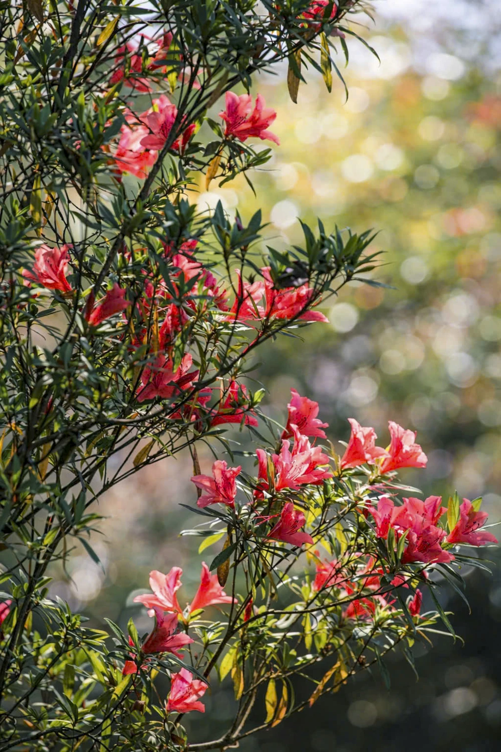 sac-xuan-me-hoac-long-nguoi-tren-dinh-bach-ma (1).jpg