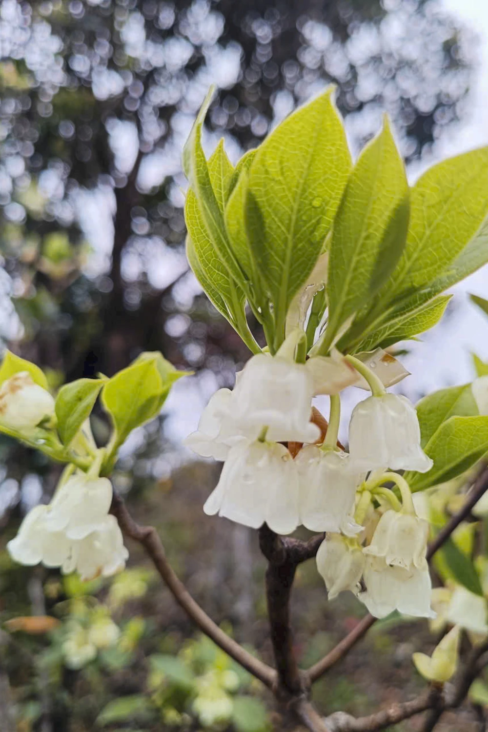 sac-xuan-me-hoac-long-nguoi-tren-dinh-bach-ma (10).jpg